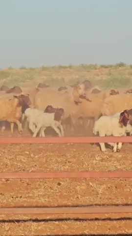 #حلال_ابوسيدو 