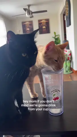 they love this cup @Chamberlain Coffee #relatable #fyp #xyzbca #coffee 