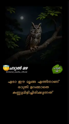 മൂങ്ങ കണ്ണ് തുറന്ന് ഇരിക്കുന്നതിന്റെ കഥ With Song 😂😌🤣🤣❤️...!! #foryoupage #😂😂😂 #fypシ゚viral  #foryou #fyp 