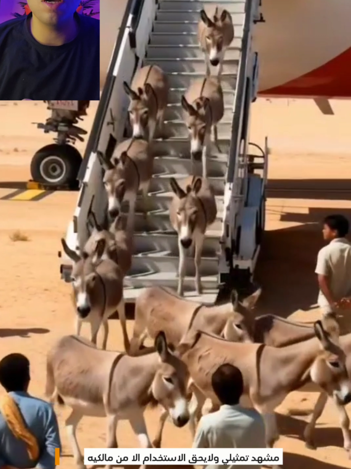 استقبال الدفعة الاولي من الحمير #الحمار #استقبال #تورييد #استيراد_الحمير 