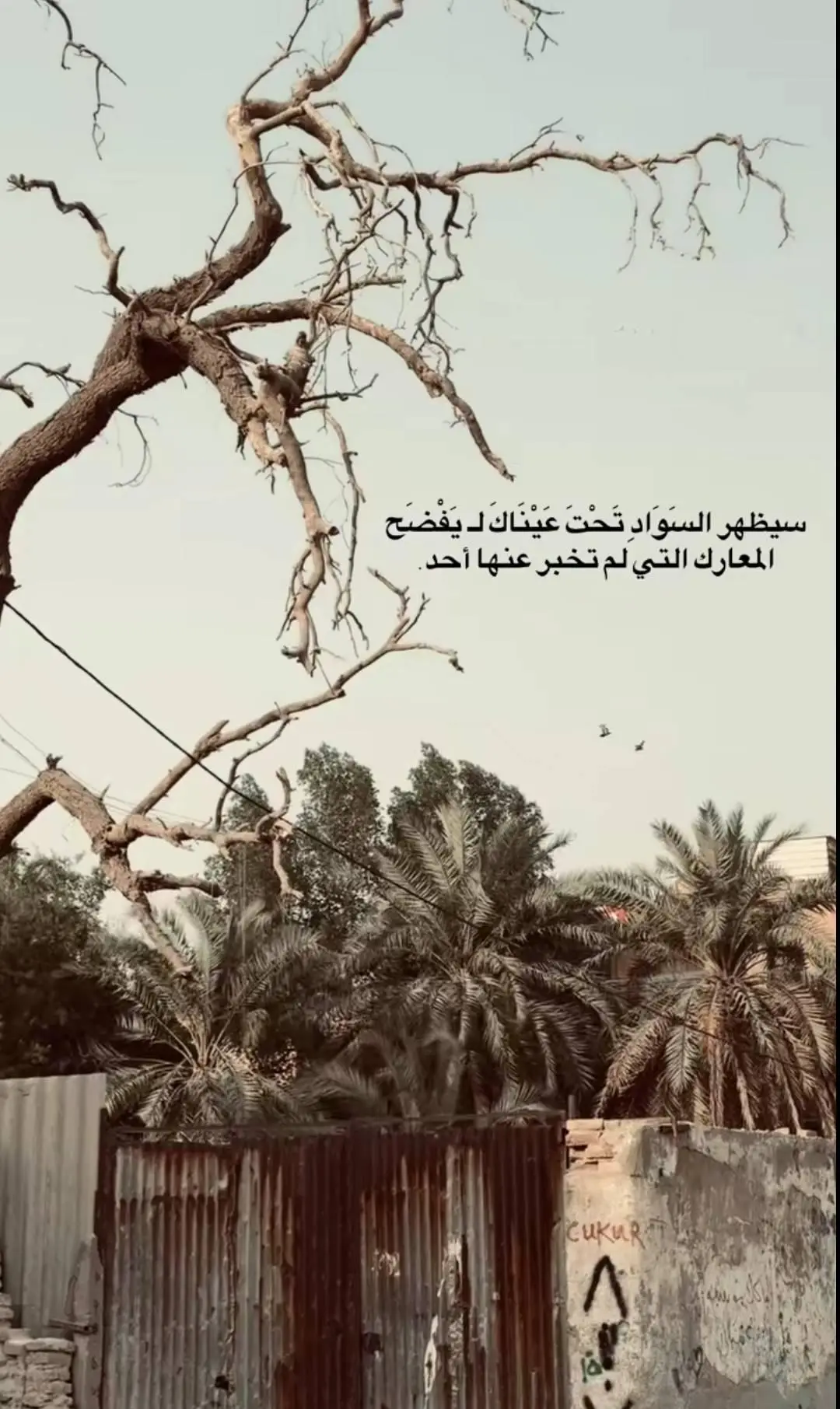 #لم_ نعود_ أبداً_كما_كنا_🐺❤️‍🩹 #هشومه☝  #المحله_بلدنا_☝👑  #الشعب_الصيني_ماله_حل😂😂 