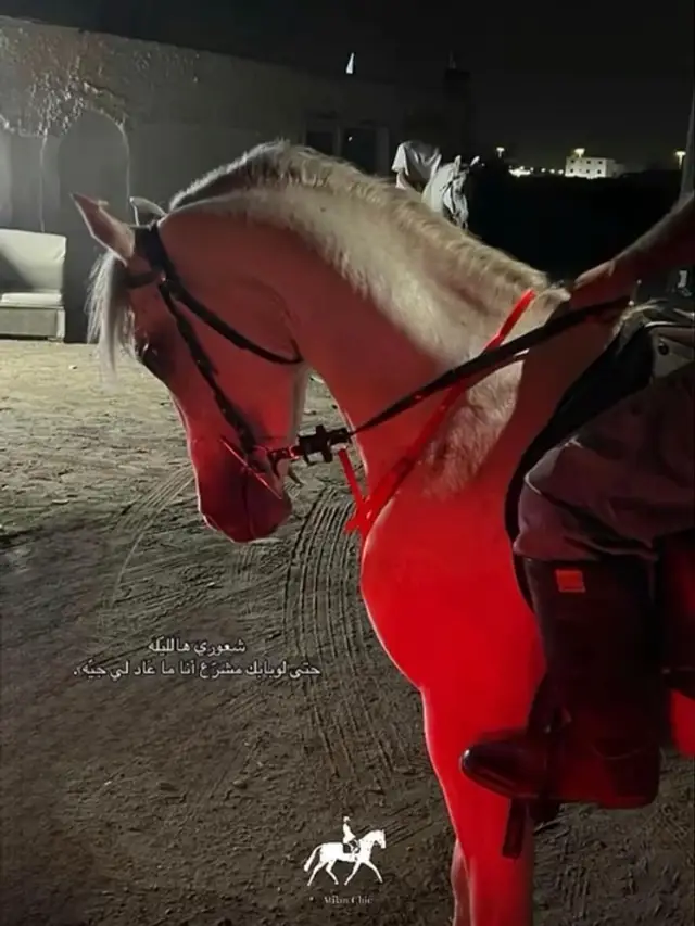 #fffffffffffyyyyyyyyyyypppppppppppp #تبوك #fyp #foryou #خيل 