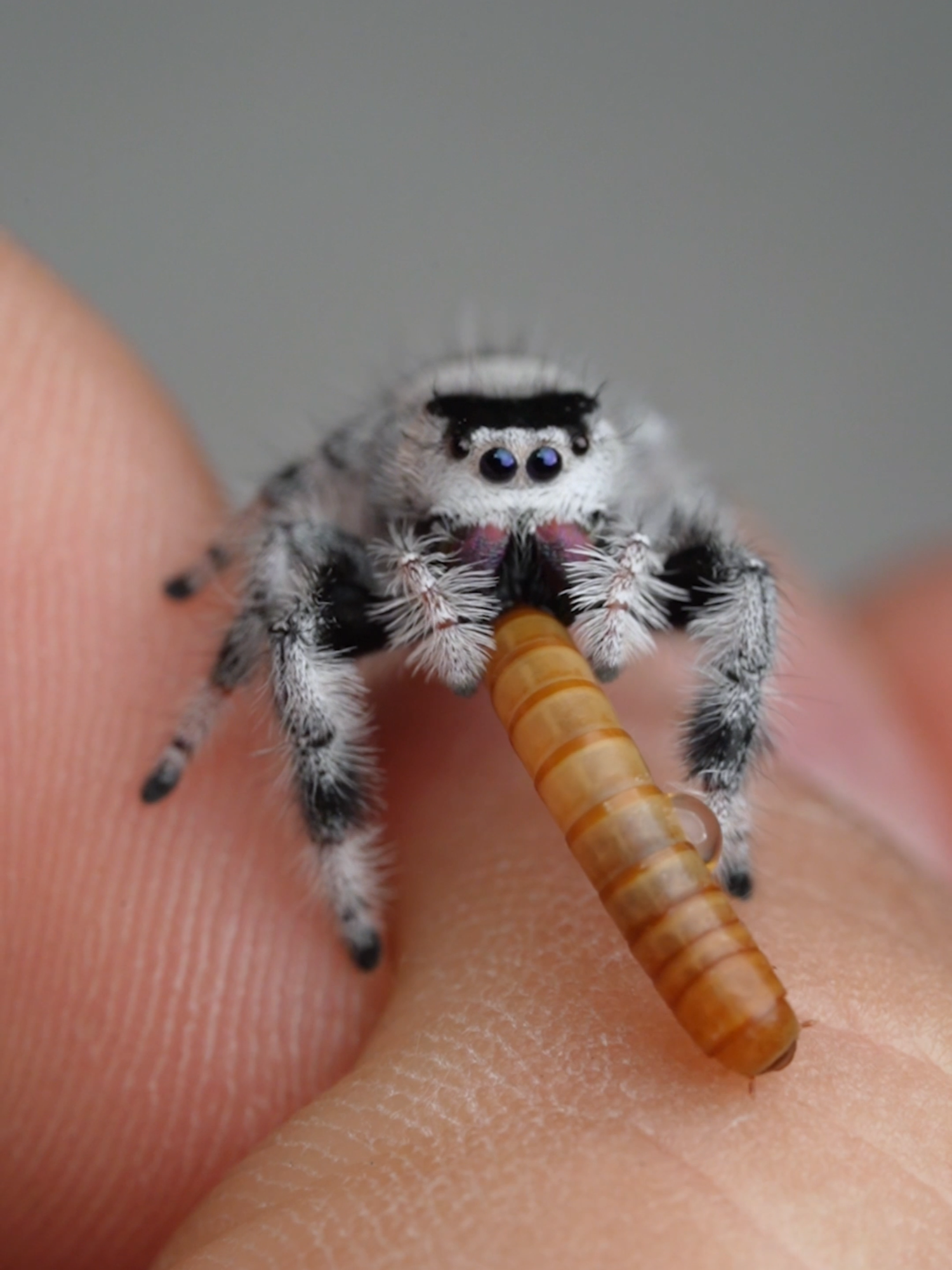 Feeding time for Luna! Watch her politely take her mealworm snack right from the tweezers. Such a gentle girl! #jumpingspider #cuteanimal #macro #tinypets #spider #chill #relaxing #virall