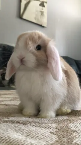 her little nose 😩🥹 . . #fyp #babybunny #babyrabbits #hollandlop #adorablevideos 