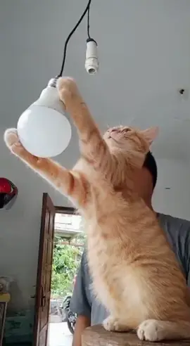 🤭🤭🤪#kucing #kucinglucu #kucinggemoy #kucingoren #kucingviral 