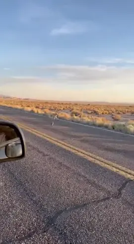 Coyote fails again 😅🐺 Roadrunner wins the chase! #WildlifeChase #DesertAdventure #RealFootage