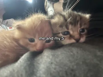 #s #Love #fypシ #cats #meandyou 