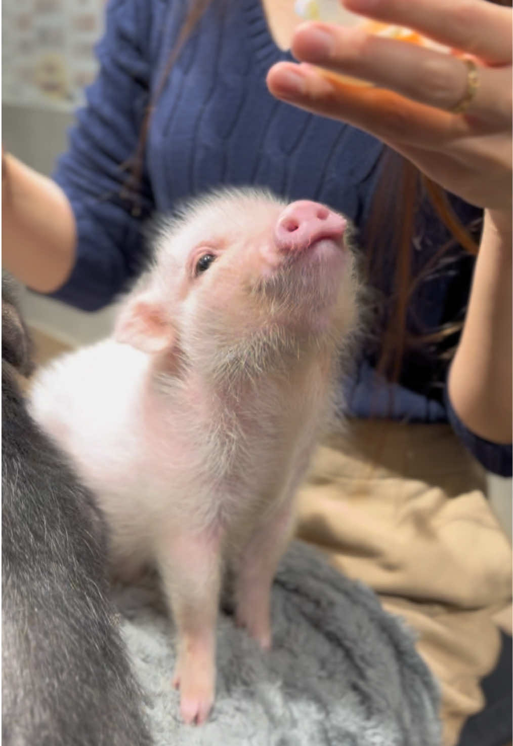 もっとちょうだい！🥺 #pignic #pig #ブタカフェ #マイクロブタ #fyp 