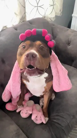 Mia is getting ready for her birthday 10/31 #pitbullsoftiktok #dog#dogmom #doglover #rescuedog 