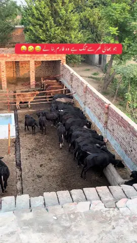 #katta #farming #livestock