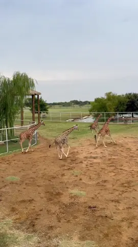 Harriet and her family on another day of adventures! 🦒💛 #giraffe #animalsofinstagram #texas #girafa #giraffes 