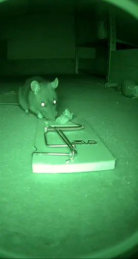 Smartest, Rudest Rat Ever