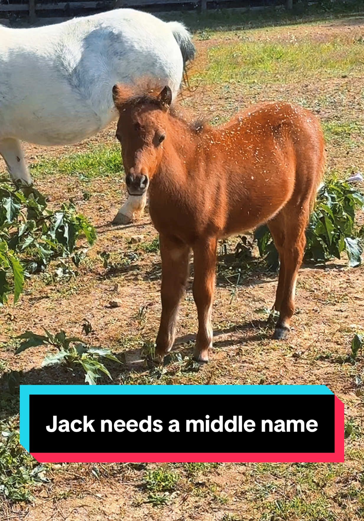 Replying to @Mindy Jack needs a middle name!🐴🤭 #minifoal #minifoalsoftiktok #foalsoftiktok 