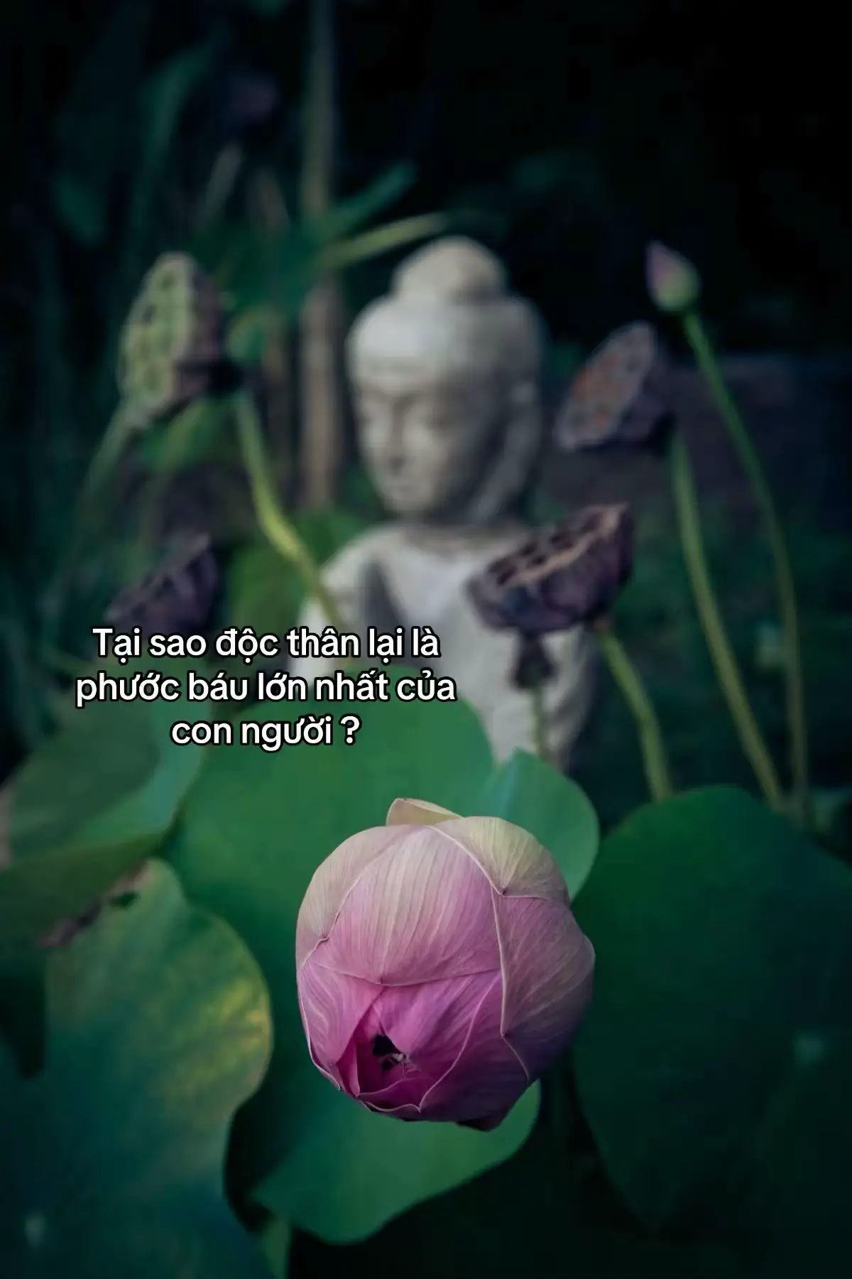 #phatphap #xh #phatphapnhiemmau #tiktok #phattaitam 