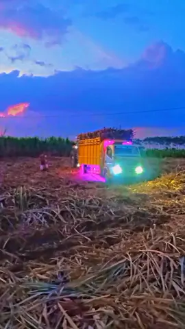 Pejuang Rupiah:( #Tebu_BaLaPp #Stayle_Trondol #Canter_Indonesia #Probolinggo #Jawa_Timur