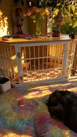 Use it as a side table, corner piece, or cozy dog home — this crate does it all beautifully!	#hop5576 	#petdecor #dogcratefurniture #modernhome #dogparents 