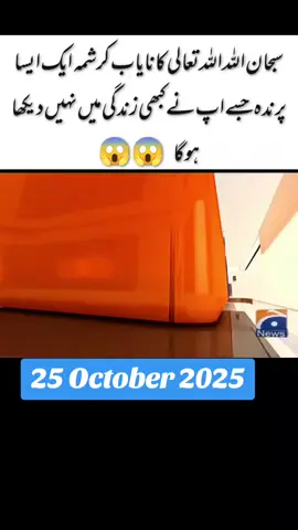 #creatorsearchinsights سبحان اللہ اللہ تعالی کا نایاب کرشمہ ایک ایسا پرندہ#viralvideo #foryoupage #geo #unfrezzmyaccount 