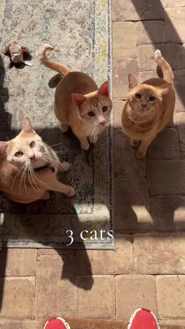 #wishlist #tloas #cats #swiftie 