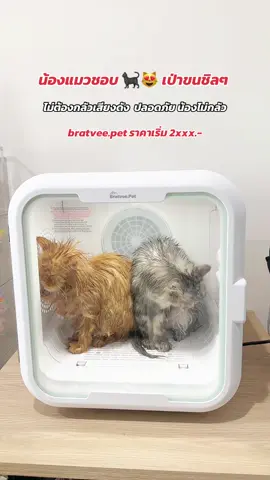 น้องแมวชอบ 🐈‍⬛😻 เป่าขนชิลๆ ไม่ต้องกลัวเสียงดัง ด้วย bratvee.pet ราคาเริ่ม 2xxx.- #เครื่องเป่าขนแมว #ของใช้สัตว์เลี้ยง #bratveepet #CatsofTikTok #ชีวิตทาสแมว