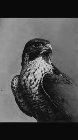 #علم_الحر #الصعيد_يا_دولة #المنيا_اسيوط_سوهاج_قناا_الاقصر_اسوان_ #المنيا_بلدنا🎭 #ابــوجـوده🎖🐺 @علم الحر 