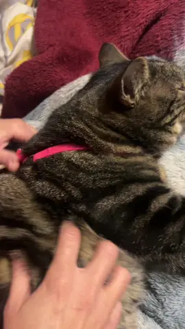 #catsoftiktok #cat #caturday #foryoupage #fyp 