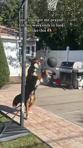 love my boys 💗🥺 #bernesemountaindog #bernesemountaindogpuppy #boyfriend #fyp #weekend 