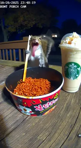 Squirrel thinks he is human 😂 . #fyp #viral #animal #funnymoment #spicy 