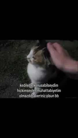 konuşturucam sanki #kedi #kediler #kediseverler #yavrukedi #hayvansevgisi 