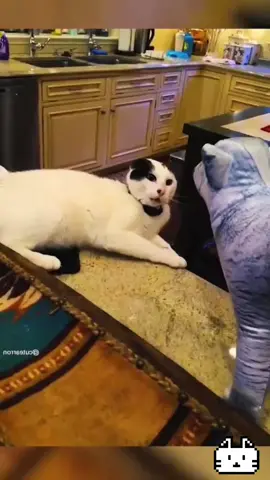 #funnyanimals #pet #fyp 