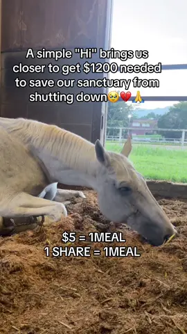 Every kind comment would mean a world to me #horsefarm #sanctuary #horselovers #animalrescue #savelife 
