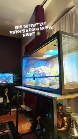 Trolls better not come at me! She is about to upgrade to her forever new tank soon ! #beardeddragon #dragon #PetsOfTikTok #pet 