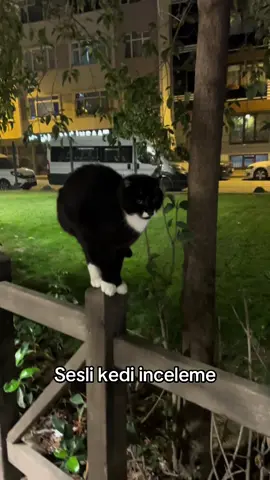 #keşfet #f #catsoftiktok 