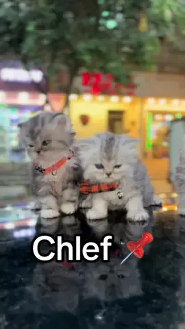 #catsoftiktok #chlef #cats #chatstory 