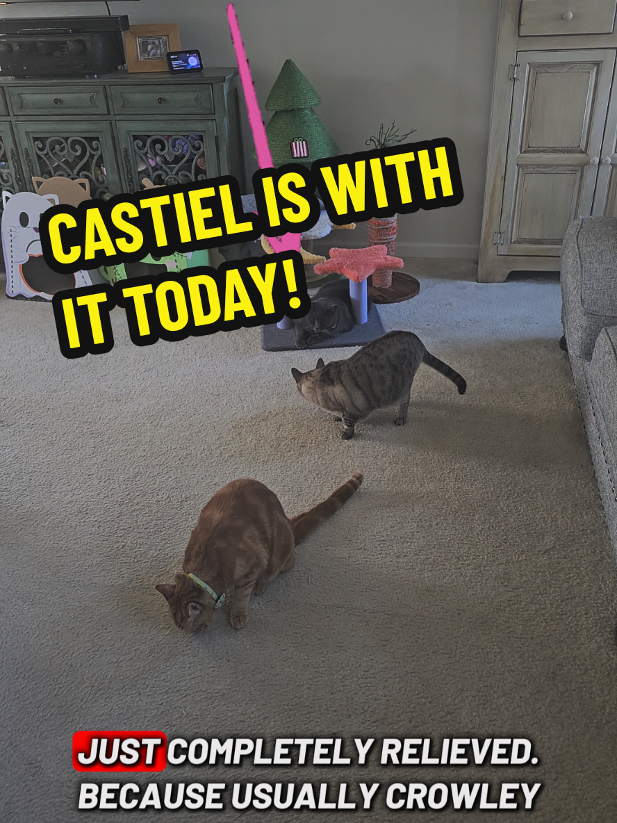 Castiel is With It Today! @Knittah 75 #pslessons #supercaturalmandp #catsoftiktok #fyp  #cathumor 