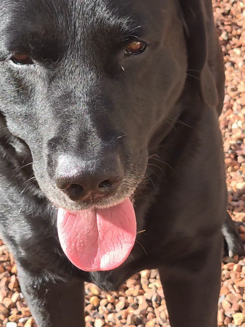 😀 #labrador #pourtoi 