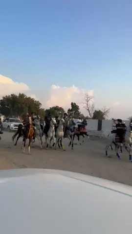 مسارات😂. #خيل_وخياله🐎 #مروان_الشقب #اكسبلور #ابها #اكسبلورexplore 