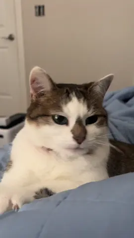 Lincoln is a celebrity in our house #cat #cats #catsoftiktok #pet #pets #PetsOfTikTok #cute #funny