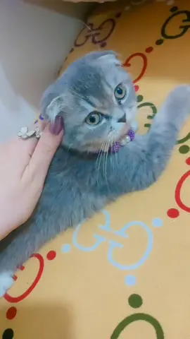 ولا كان ع البال اكسر فوبيا القطط🤣🤣 #Rama🌸🤗 