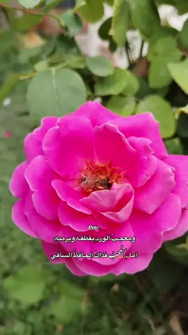 أاهديكِ زهراً..🌸#ايان_السراوي 