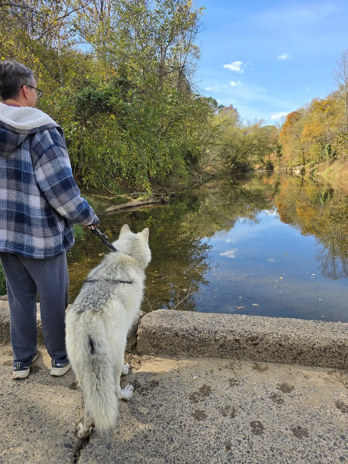 #wolfdogsoftiktok #wolf #wolvesoftiktok #wolves #fyp 