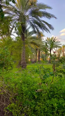 #اللهم_صلی_على_محمد_وعلی_ال_محمد💕 # اللهم عجل لوليك الفرج بحق محمد وآل محمد الطيبين الطاهرين #اكسبلورexplore❥🕊🦋💚❤ #دويتو #اكسبلور #راحه_نفسيه 