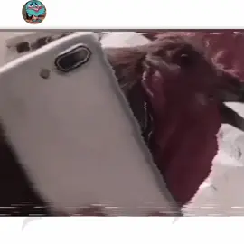 تريد تكبل وياه 😂#مشاهير_تيك_توك #شعب_الصيني_ماله_حل😂😂 #ونية_28_فبراير_ختام_المهزلة #تحشيش_عراقي_للضحك😂😂😂😂😂 #ضحك😂 