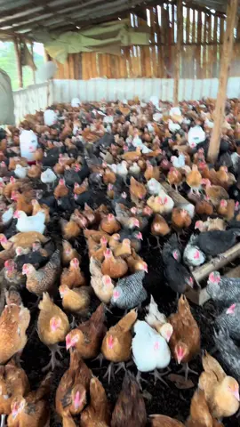 #poultryfarming #poultryhacks #poultryfarmbusiness #poultry 