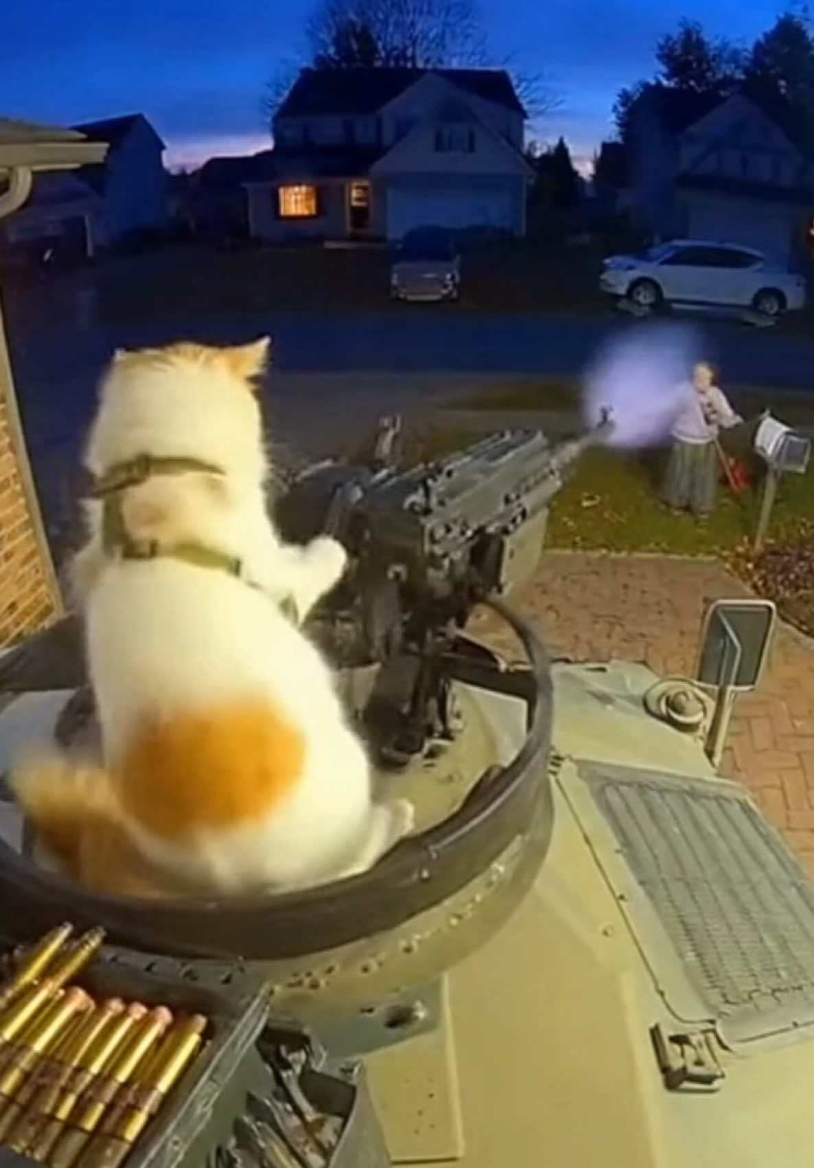 new home security #sora #ai #cat #kitten