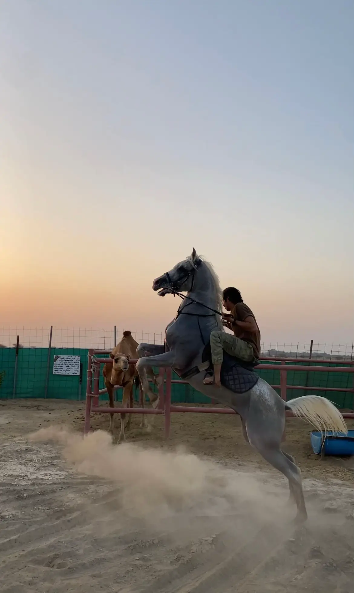 #خيول_عربية_اصيلة_🌹💙 #شعب_الصيني_ماله_حل😂😂 #خيول_سرعه_🐎🐎 