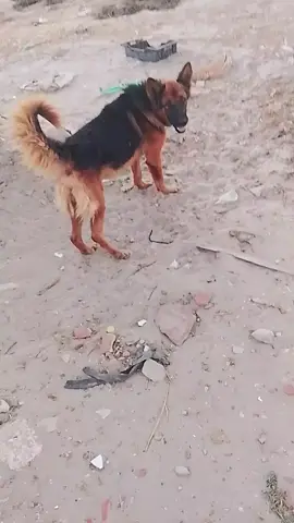 ##شعب صني ماله حل ##مدنين_قابس_تطاوين_جرجي 