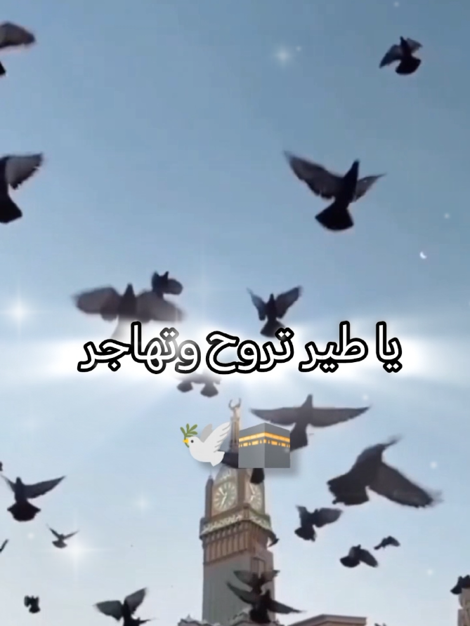 يا طير تروح وتهاجر الى طيبه توديني 🕊️ اللهم صل وسلم على نبينا محمد #اللهم_صلي_على_نبينا_محمد #اناشيد #طيبه #اناشيد_اسلاميه #مديح 