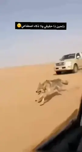 ‏يا اللي طردت الذيب لا تامن الذيب يقدر بغمضة عين يخلف مساره شف كيف سوّا يوم حدّوه بالجيب طمر على السواق وسط الغماره #اكسبلور 