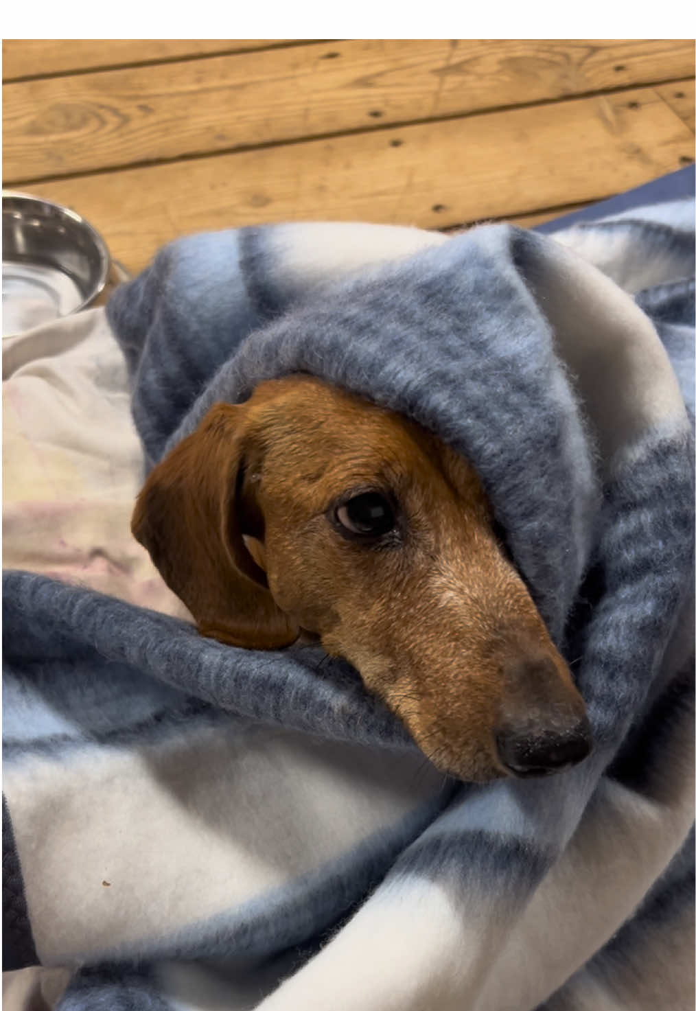 גם חומי מתכונן להחלפת שעון הלילה ויהנה מעוד שעה כיפית של שינה 🛌♥️ אתם כבר מוכנים? #חוותקרןאור #שעוןחורף#כלביםזההחיים #בעליחיים    