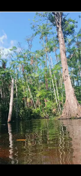 É super amor🥺🥹🎶#melodymarcante #melodyparaense #melodyoficial❤️🎶🎶 